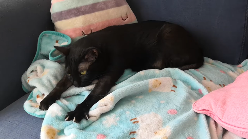 Кошка месит одеяло