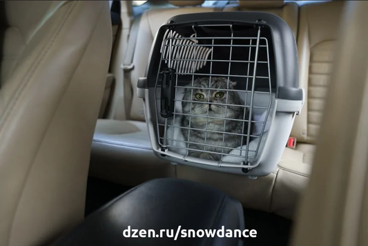 Неважно, переезжаете ли вы через всю страну или вам просто нужно проехать пару кварталов к ветеринару, поездка кошки в машине может стать серьезным испытанием.-2