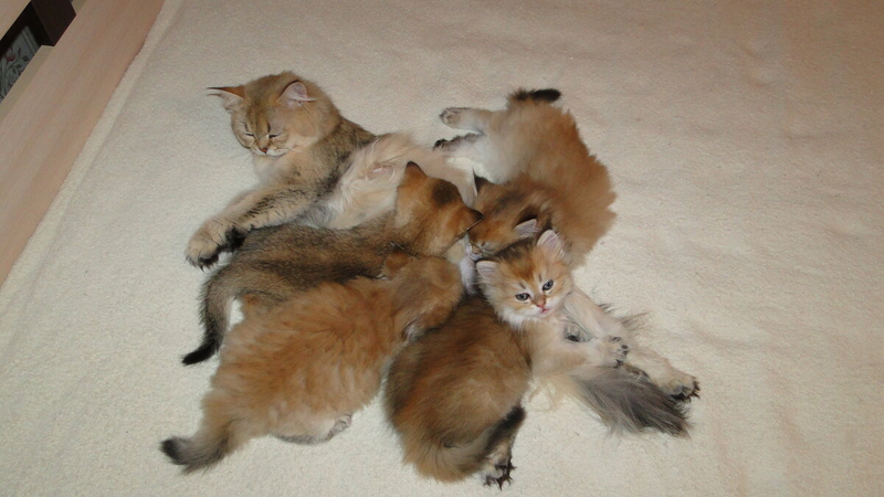 У мамы Юми три длинношерстых котенка и одна дочка короткошерстая