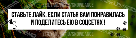 Если вы живете в одном доме с кошкой, она вас наверняка развлекает - ведь за кошками очень интересно наблюдать!-3