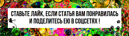 Если вы когда-либо владели более чем одной кошкой одновременно, то вам, вероятно, хорошо известно, что такое кошачья "ревность". Кошки могут "ревновать" по целому ряду причин.-6