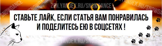 Кошки редко подчиняются нашему расписанию. У них всегда есть свои дела. Они прыгают по шкафам, дремлют или набрасываются на свои любимые игрушки в любое время суток.-2