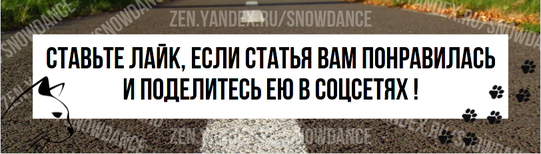 Наши кошки - это наши дети, в этом нет никаких сомнений. И хотя мы не рожали наших кошачьих друзей, мы часто воспринимаем их как своих детей в тот момент, когда они входят в нашу жизнь.-5