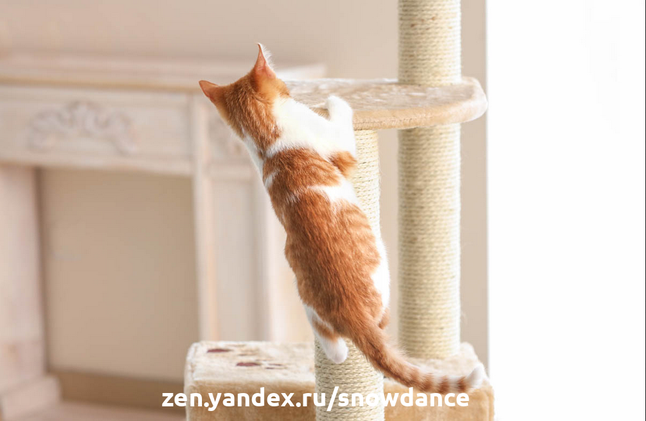 Для большинства хозяев кошек мурлыканье - самый приятный звук. Если ваша кошка внезапно перестала мурлыкать или никогда не мурлыкала, вы, возможно, ищете ответы - и не без оснований.-4
