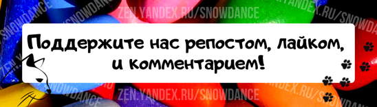 Все, кто живет с кошками, знают, что у них бывает странное поведение. Однако это не означает, что такое поведение не является абсолютно нормальным для наших питомцев.-4