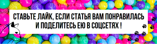 Мы любим наших кошек, даже если они не всегда хорошо к нам относятся.-4