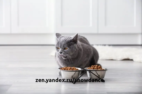 Ваша кошка бежит к своей миске с едой, словно умирает от голода, но через несколько минут после еды ее рвет.  Существует несколько причин, по которым вашу кошку может тошнить после еды.