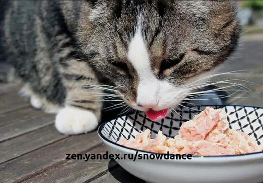 Ваша кошка бежит к своей миске с едой, словно умирает от голода, но через несколько минут после еды ее рвет.  Существует несколько причин, по которым вашу кошку может тошнить после еды.-2