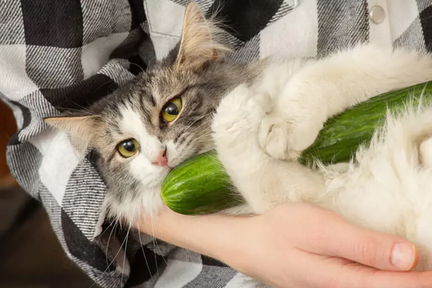 Кошки быстро реагируют на все, что им кажется угрозой. Вы можете внезапно пошевелиться, и хотя ваша кошка доверяет вам свою жизнь, она может выпрыгнуть из кресла, в котором удобно устроилась.