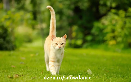 Хвост у большинства кошек довольно длинный. Если вы когда-нибудь уделяли время изучению кошачьего хвоста, то, возможно, даже заметили, что у некоторых кошек хвост может быть длиннее туловища...-2