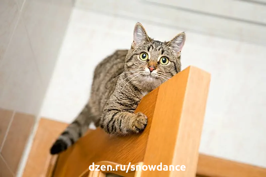 Хвост у большинства кошек довольно длинный. Если вы когда-нибудь уделяли время изучению кошачьего хвоста, то, возможно, даже заметили, что у некоторых кошек хвост может быть длиннее туловища...-3
