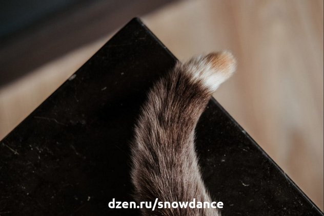 Хвост у большинства кошек довольно длинный. Если вы когда-нибудь уделяли время изучению кошачьего хвоста, то, возможно, даже заметили, что у некоторых кошек хвост может быть длиннее туловища...-6
