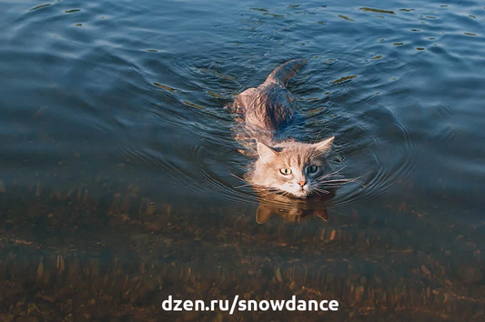 Почему ваша кошка так любит воду? 