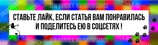 Валентино - живое доказательство того, насколько красивыми могут быть кошки. А его преданный человек нашел его случайно.-9