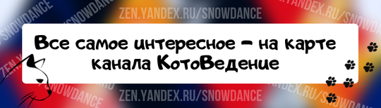 По тому, как кошка расположила свое тело, можно определить ее эмоциональное состояние и уровень бдительности.-5