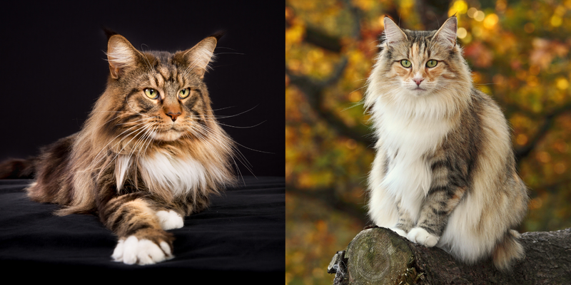 Существует множество пород кошек, обладающих одинаковыми чертами. Две породы, которые смущают многих любителей кошек, - это мейн-кун и норвежская лесная кошка.
