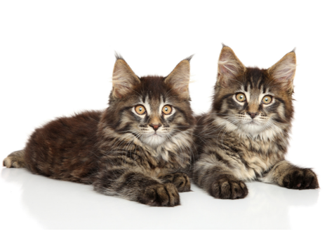 Существует множество пород кошек, обладающих одинаковыми чертами. Две породы, которые смущают многих любителей кошек, - это мейн-кун и норвежская лесная кошка.-2