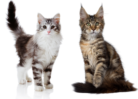 Существует множество пород кошек, обладающих одинаковыми чертами. Две породы, которые смущают многих любителей кошек, - это мейн-кун и норвежская лесная кошка.-4