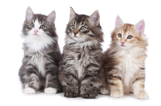 Существует множество пород кошек, обладающих одинаковыми чертами. Две породы, которые смущают многих любителей кошек, - это мейн-кун и норвежская лесная кошка.-5