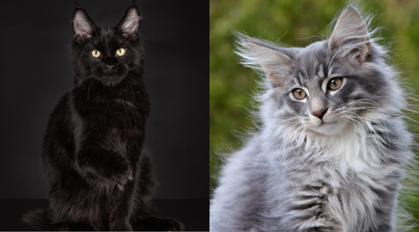 Существует множество пород кошек, обладающих одинаковыми чертами. Две породы, которые смущают многих любителей кошек, - это мейн-кун и норвежская лесная кошка.-7