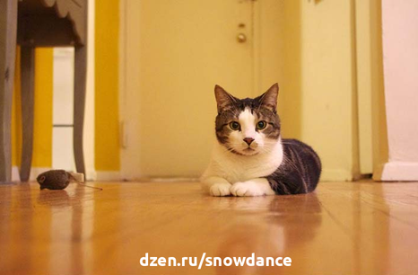 Кот лежит на напольных панелях