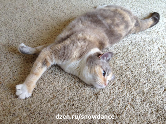 Кот на ковролине