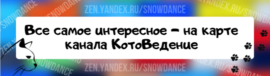 Волевой котенок, который был найден неспособным ходить, полностью изменился благодаря помощи доброй пары. Котенок оказался в приюте в Центральной долине, штат Калифорния, и нуждался в спасении.-9