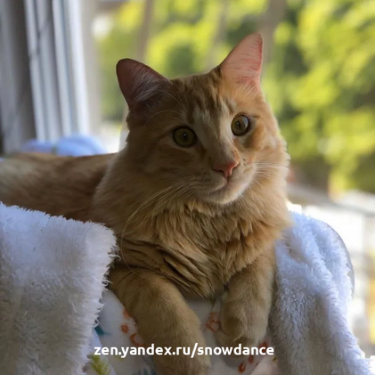 Крошечный рыжик был одним из последних спасенных котят. Он невероятно преобразился благодаря помощи семьи. Котенку Фрито было всего несколько дней, когда его привезли в городской приют в Сан-Хосе.-10
