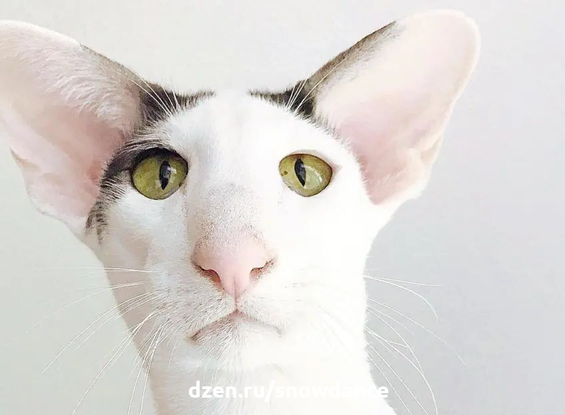 Ориентальная кошка