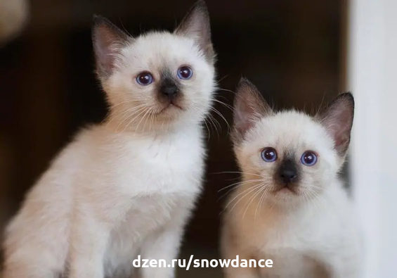 Тайская кошка