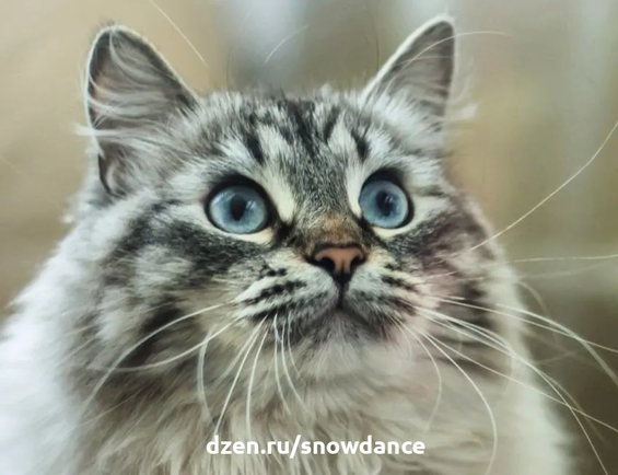Сибирская кошка