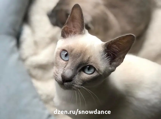 Тонкинская кошка