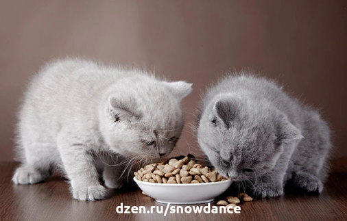 С какого возраста котята могут есть сухой корм? Факты и часто задаваемые вопросы