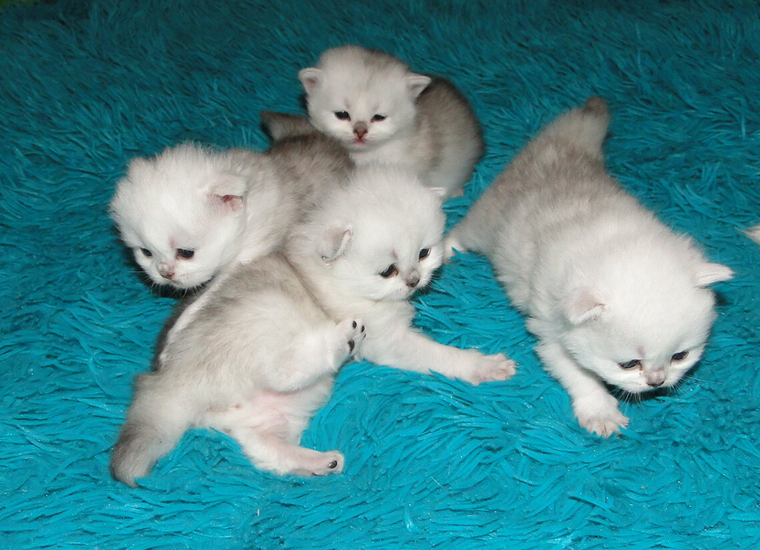 Четыре серебряных котенка
