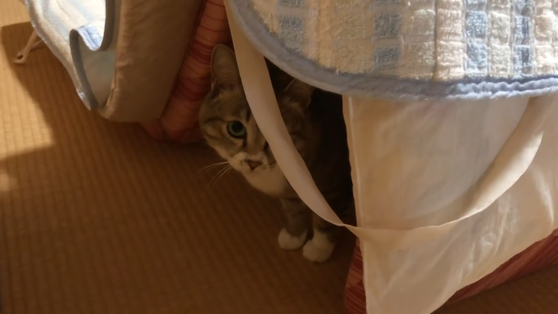 Кот в укрытии