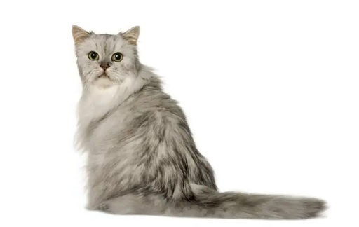 Серебристая персидская кошка