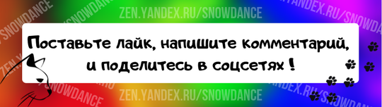 Малышка Мистраль (имя переводится как "холодный ветер") предлагается как в любимицы, на самые мягкие подушечки, так и в разведение.-3