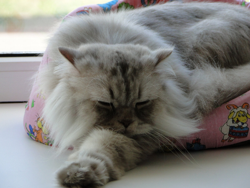 Прямоухий шотландский кот