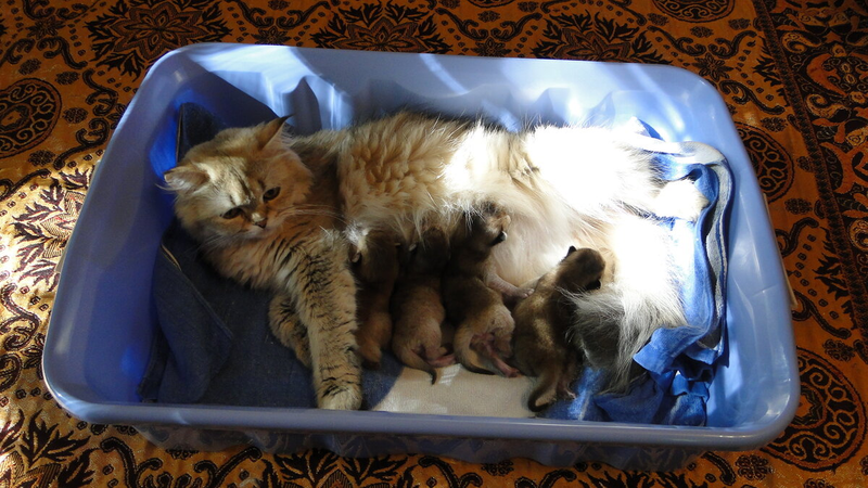 Юся с новорожденными котиками