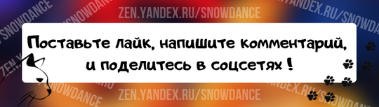 Трехнедельного котенка нашли бродящим по улицам в одиночестве в штате Массачусетс. Ее отвезли в приют, где выяснилось, что она родилась без зрения.-7