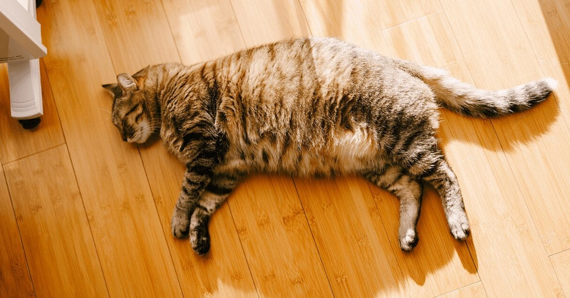В 2018 году исследование Ассоциации по профилактике ожирения домашних животных показало, что 59,5% кошек страдают избыточным весом или ожирением.