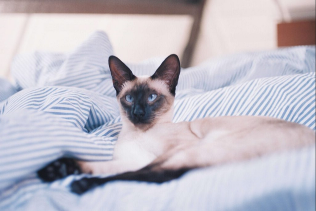 Кошка, которая любит спать с вами в одной постели, - это либо настоящее сокровище, либо ваш худший кошмар, в зависимости от того, как вы на это смотрите и каков темперамент вашей кошки.-2