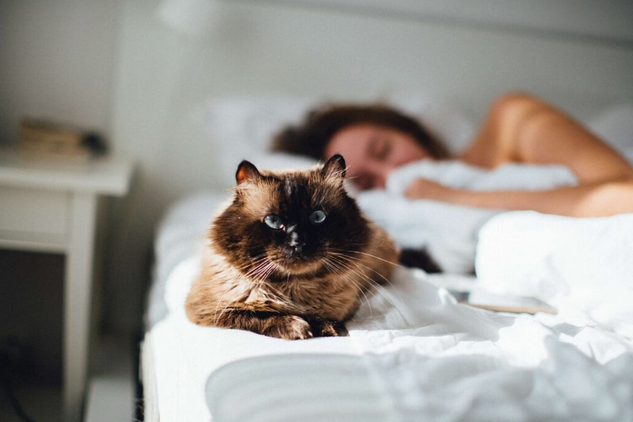 Кошка, которая любит спать с вами в одной постели, - это либо настоящее сокровище, либо ваш худший кошмар, в зависимости от того, как вы на это смотрите и каков темперамент вашей кошки.-3
