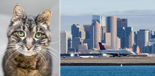 В субботу, 7 декабря, в бостонском аэропорту Логан была буквально брошена кошка-старушка.