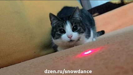 Кошка играет с лазерной указкой