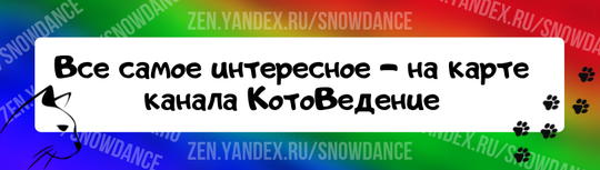 Меня муж часто называет кошкой)))  «Грациозная, как кошка!» — часто слышат девушки. Но на самом деле мы похож гораздо больше, чем только поведение! 1.-3