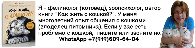 Разрушенные предметы, испорченная кровать - некоторые психологи считают, что "плохое" поведение кошек может быть вызвано "тоской по заботе".