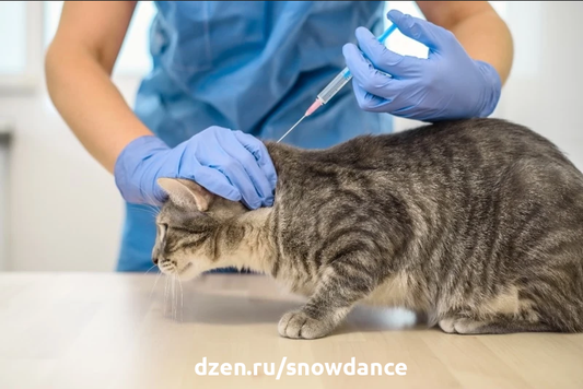Вакцинация кошки