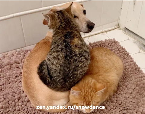 Милая собака взяла под свое крыло пару пугливых котят и показала им любовь и мужество. Два котенка, возрастом около 10-12 недель, были найдены на одном заднем дворе в Нью-Йорке в прошлом месяце.-9