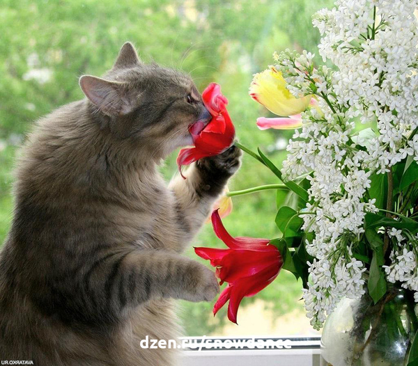 У меня для вас готов... букет праздничных котов! Котик дарит вам цветы!  Трио певцов )))) Весь в цветах и сам цветочек! Нашел цветы и охраняет для вас))) Подготовили букетик, чтобы маме подарить!-12